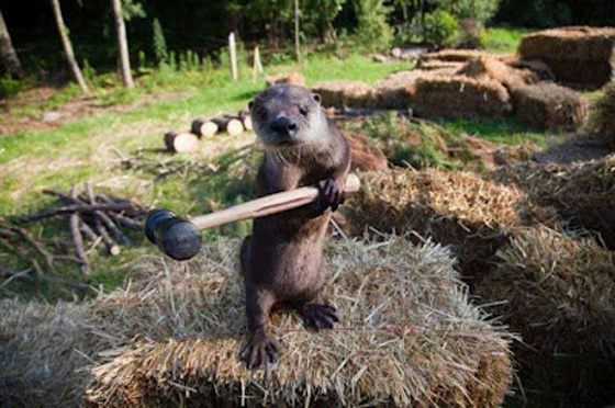 otter, the soup otter, the soup